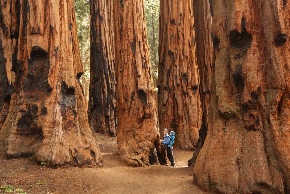 Woman with baby at base of tall redwoods on California road trip