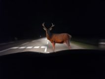 Deer illuminated by headlights on road