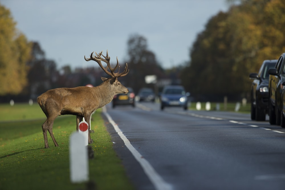 Deer entering roadway while cars stop