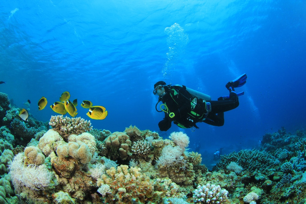 Scuba diver examines coral reefs and colorful fish