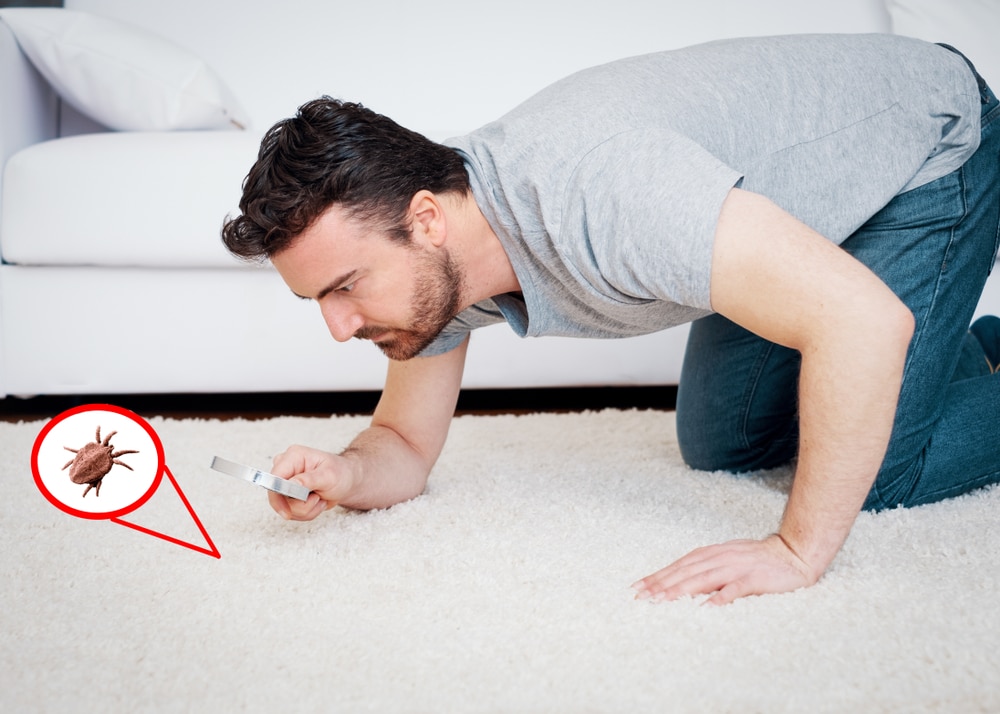 Man with a magnifying glass looks for bugs in his carpet