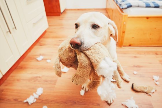 Dog in kitchen with chewed up toy in its mouth