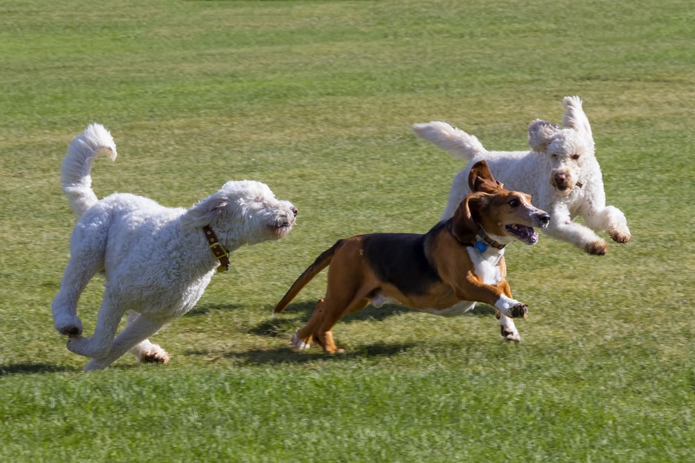 Two poodles chasing a Beagle at the dog park