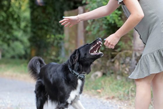 Aggressive dog attacking a young woman. Black and white border collie biting a person. Defenseless girl getting bit by an untrained street dog. Scared dog bites at the park. Homeowners insurance liability and pet bites in California.