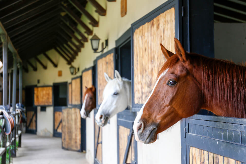Cabeza de un caballo pura sangre asomado en un establo, que cuenta con un seguro para animales de granja en California