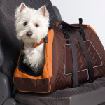 How to Transport Your Pets Safely and Legally