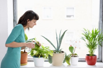 Businesswoman Sprays Plants In Flowerpots