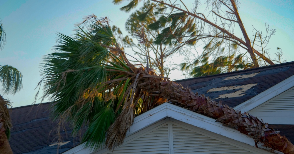 palm tree falling on roof