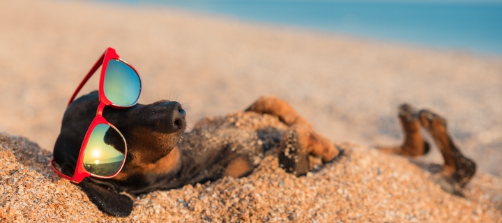 Dachshund in the sand on the beach.